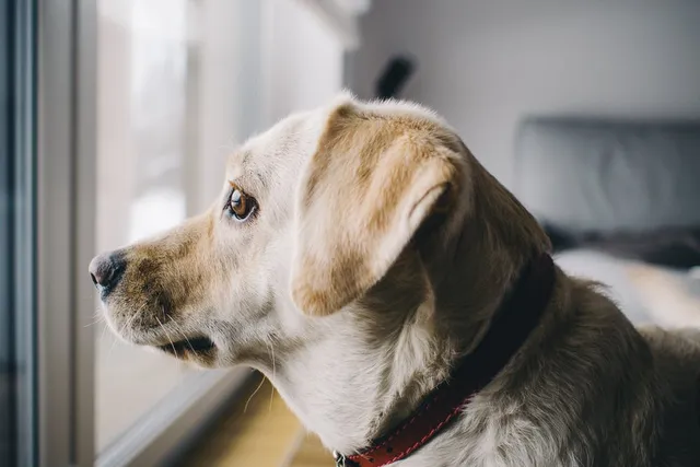 dog-looking-out-window