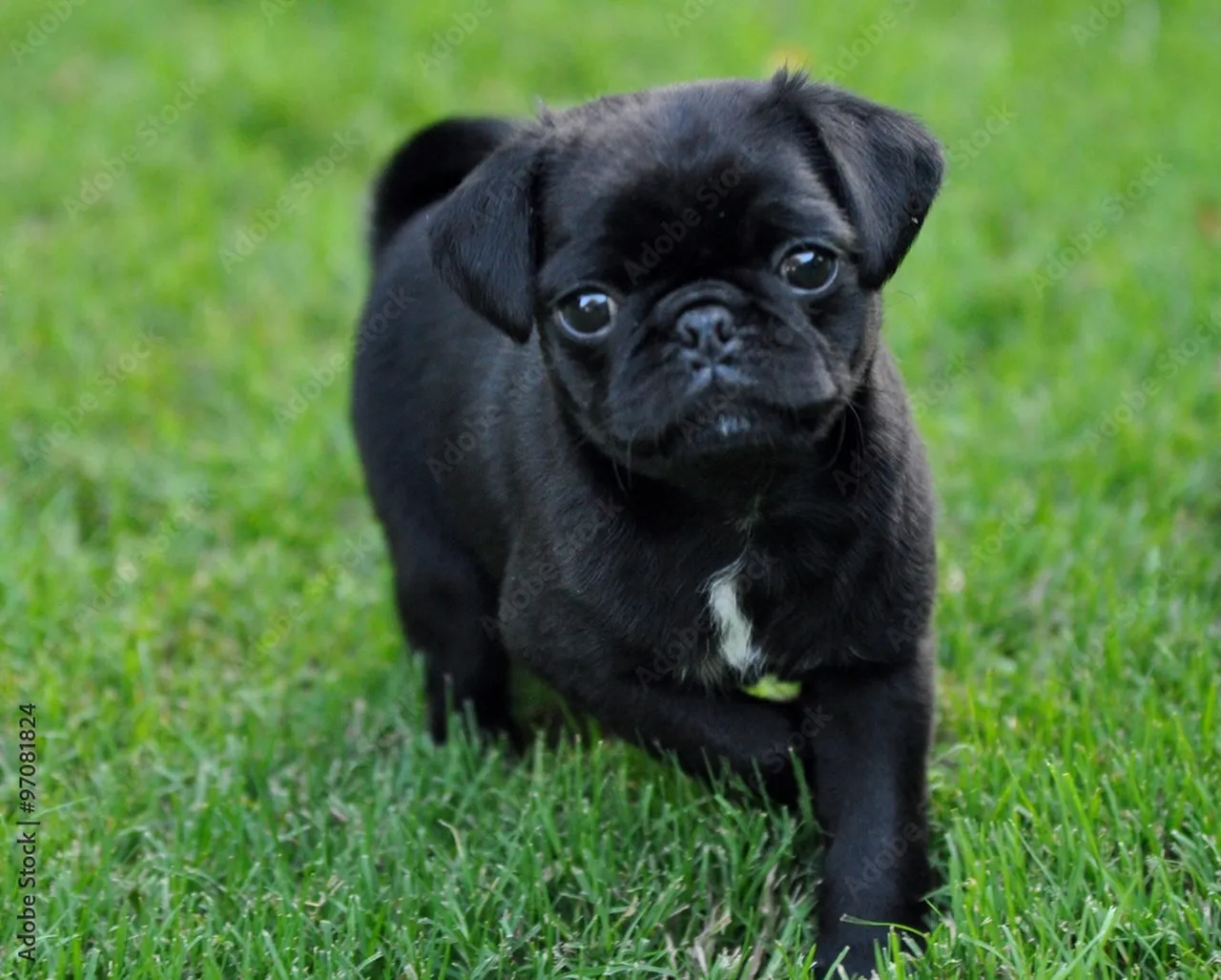 Black pug puppy running across short grass