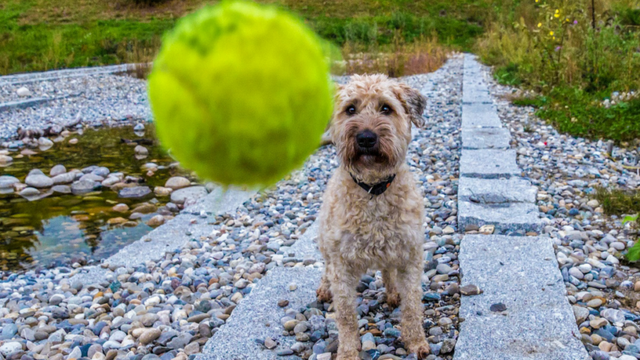 dog-looking-at-tennis-ball