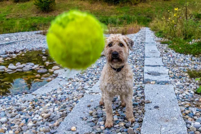 dog-looking-at-tennis-ball