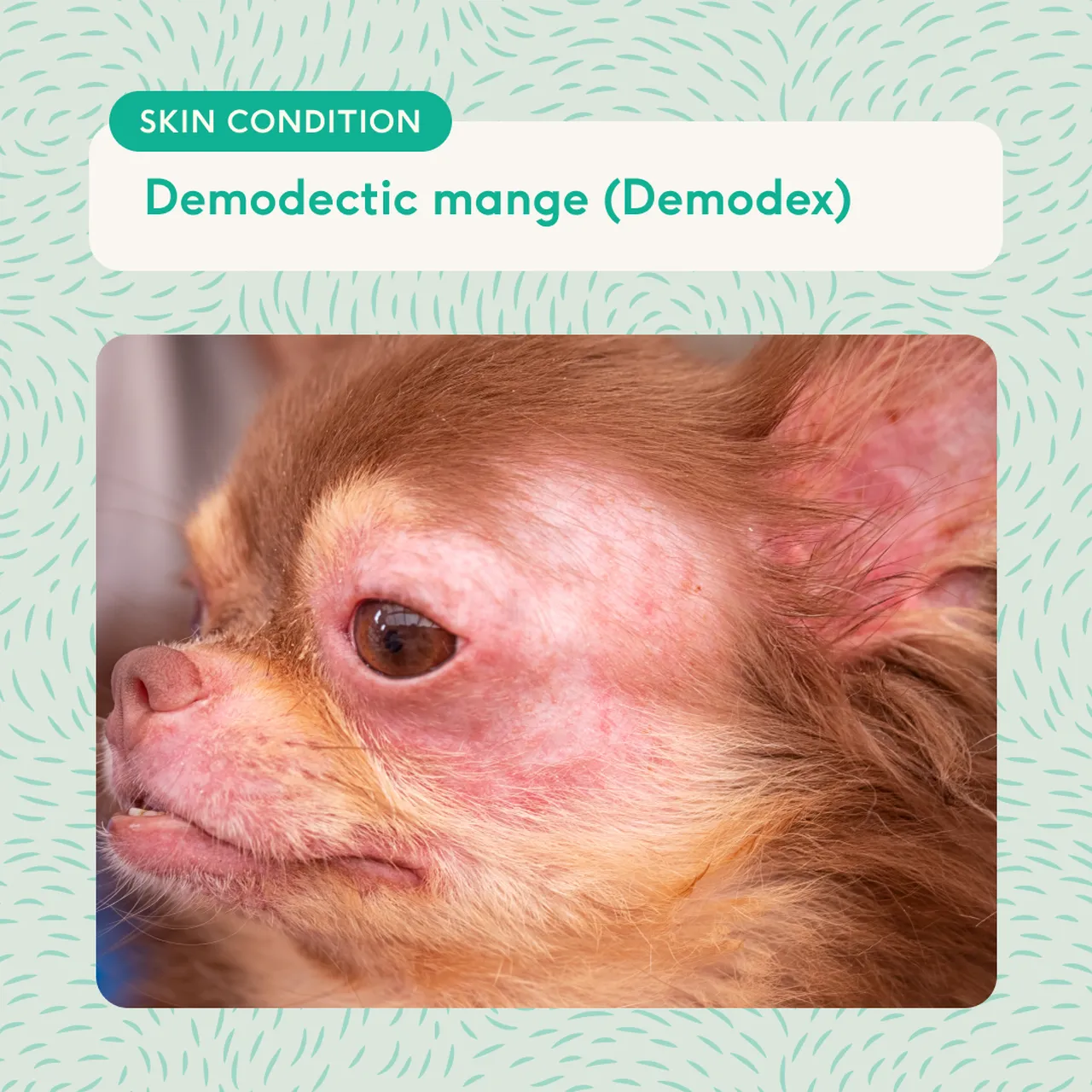 close up of chihuahua's face with hair loss and severe redness around eyes and mouth