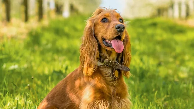 Cocker Spaniel