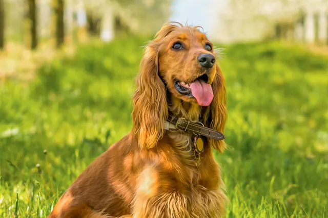Cocker Spaniel