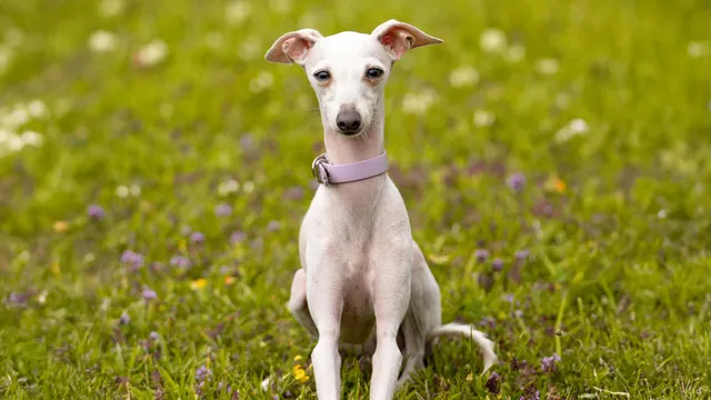 Italian Greyhound sitting on grass