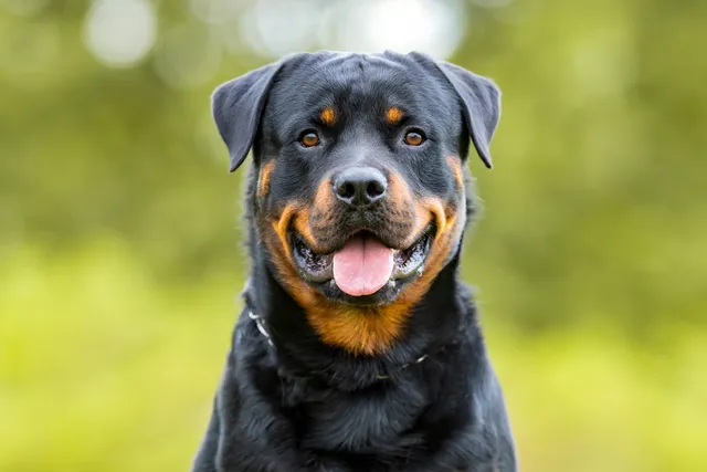 Rottweiler starting at the camera with its tongue hanging out