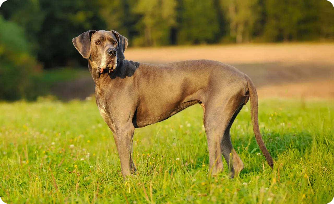 Great Dane standing in a field