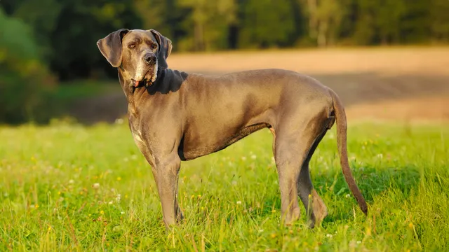 Great Dane standing in a field
