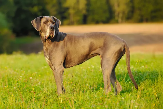 Great Dane standing in a field