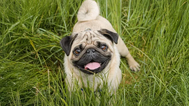 Happy pug surrounded by long green grass
