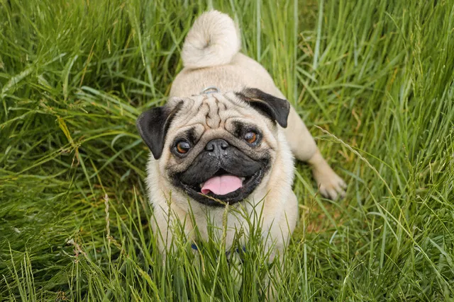 Happy pug surrounded by long green grass