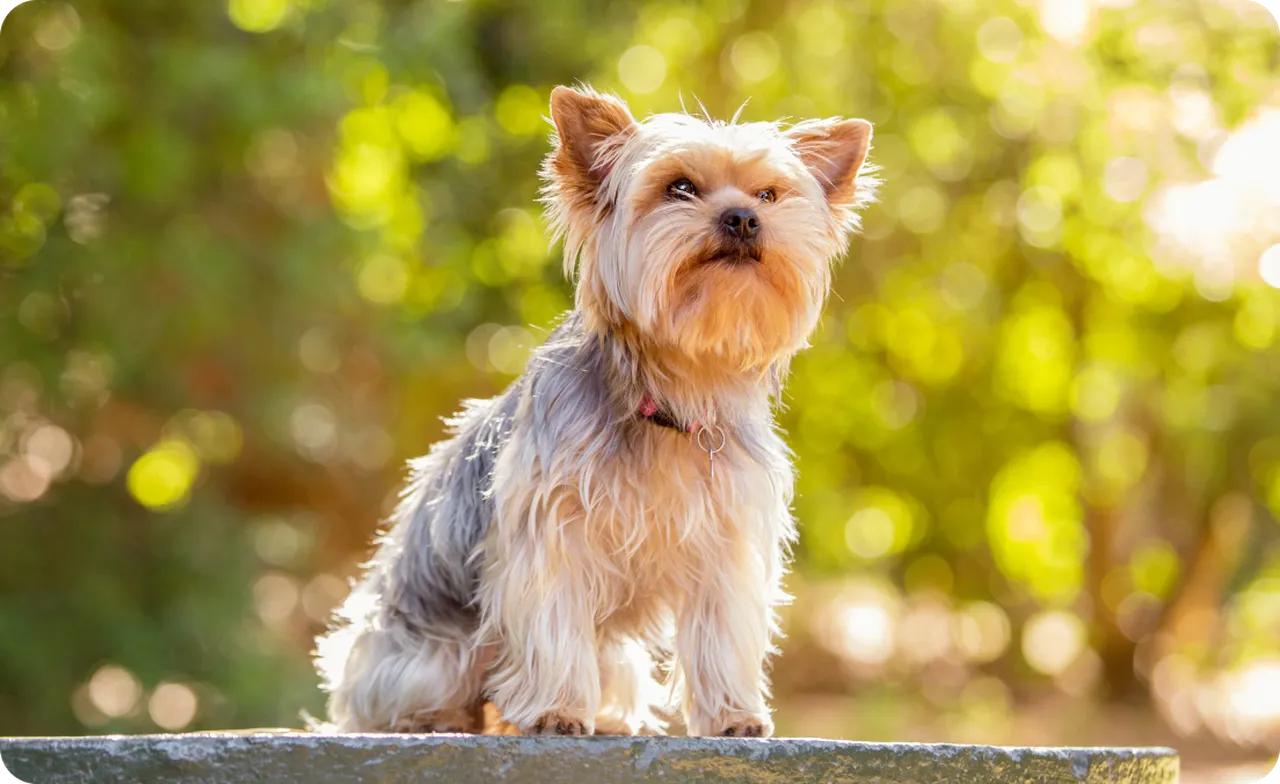 Yorkshire Terrier dog in the sunlight