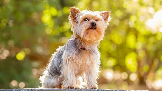 Yorkshire Terrier dog in the sunlight