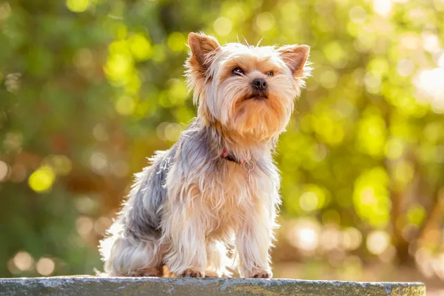 Yorkshire Terrier dog in the sunlight