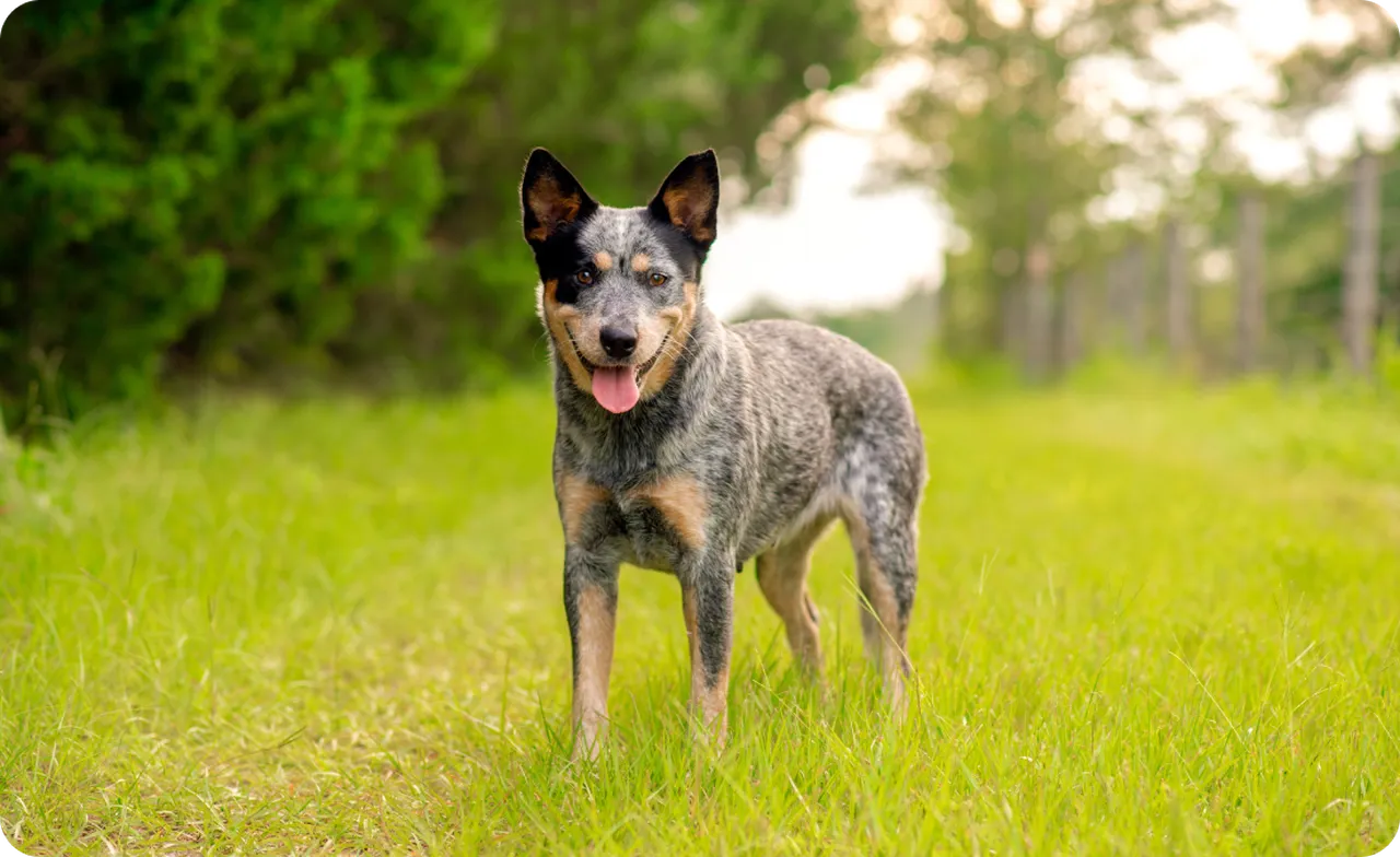 Blue Heeler standing in grass