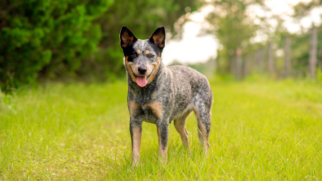 Blue Heeler standing in grass