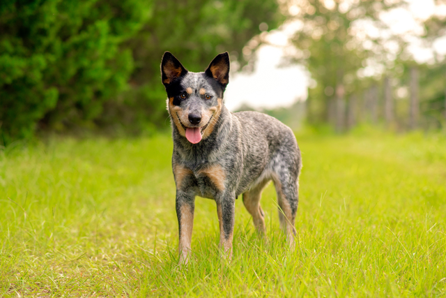 Blue Heeler standing in grass