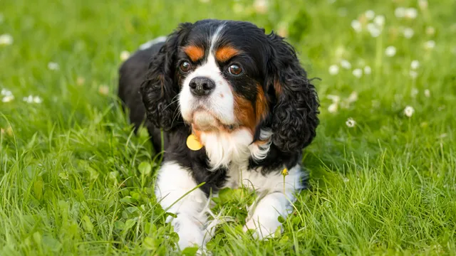 Cavalier King Charles Spaniel lying in grass and clover