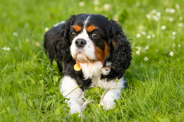 Cavalier King Charles Spaniel lying in grass and clover