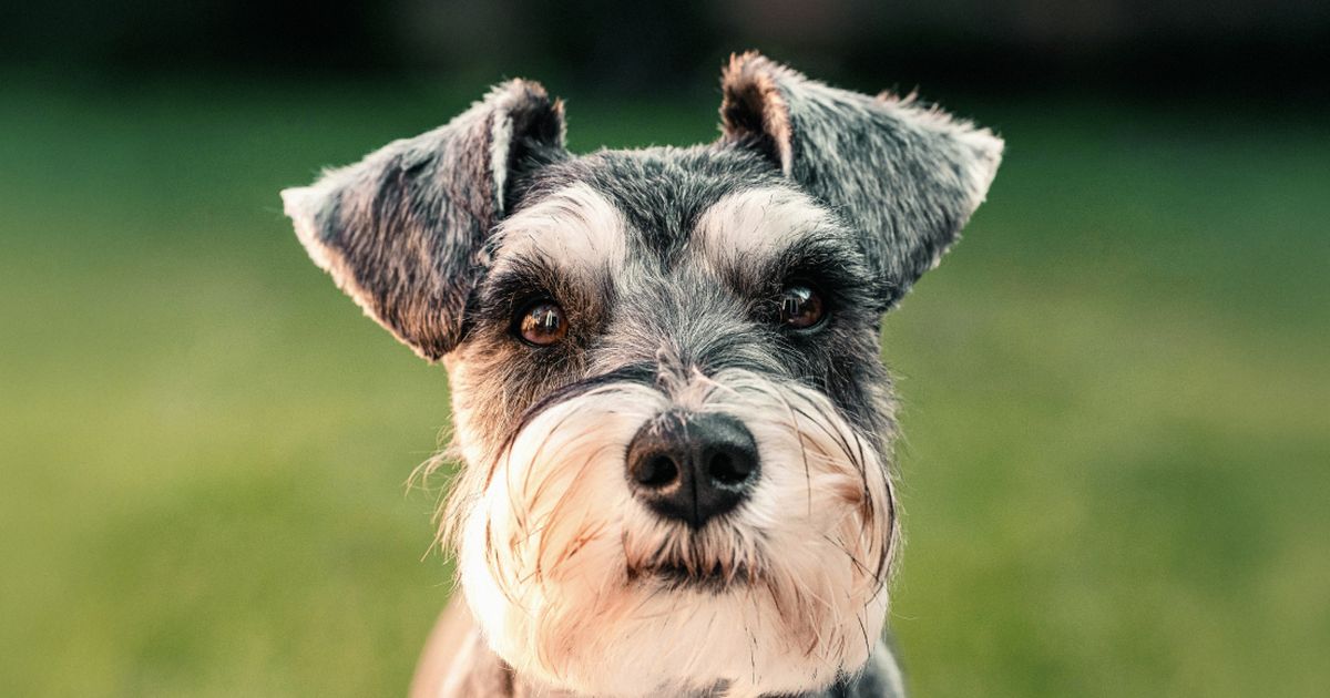 son schnauzers miniatura hiper