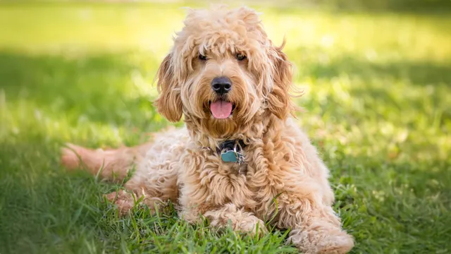 Groodle with tongue hanging out lying in grass