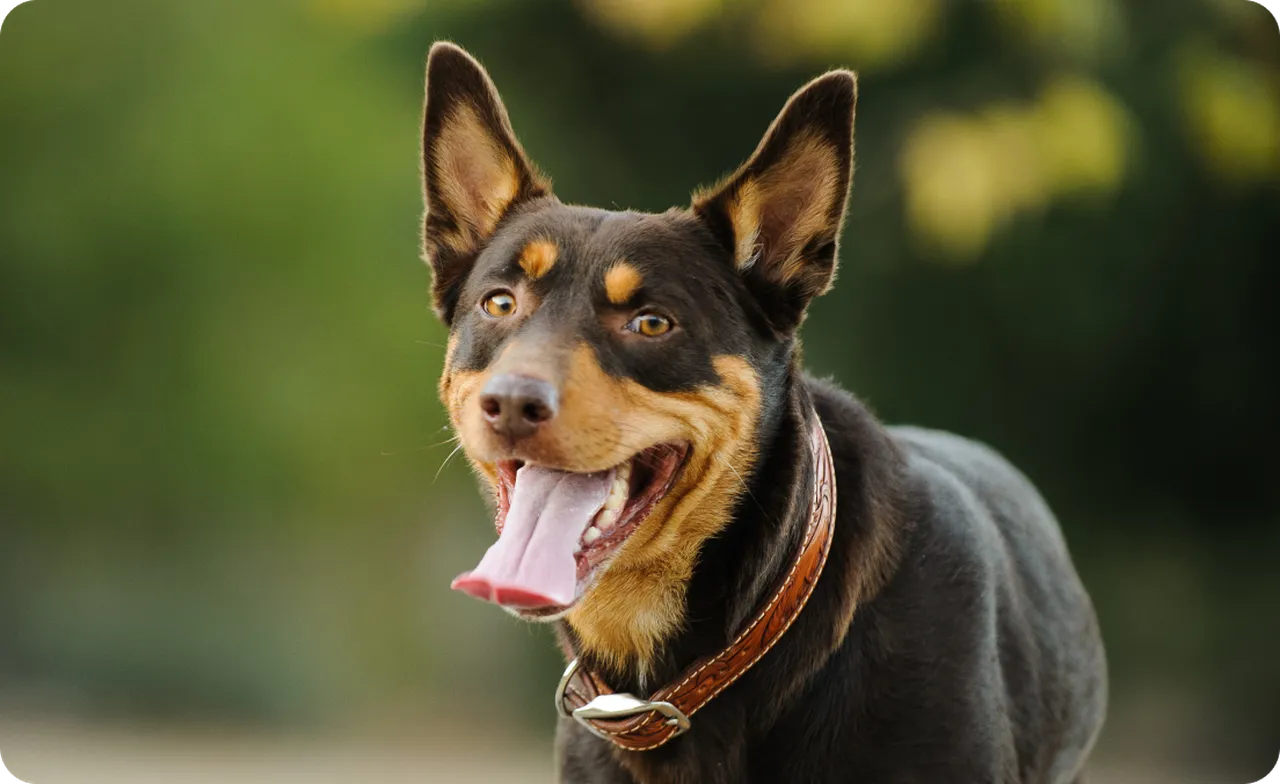 A panting Kelpie dog