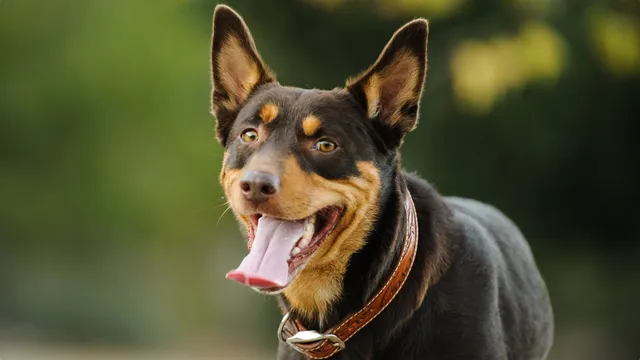 Kelpie dog with a brown leather collar