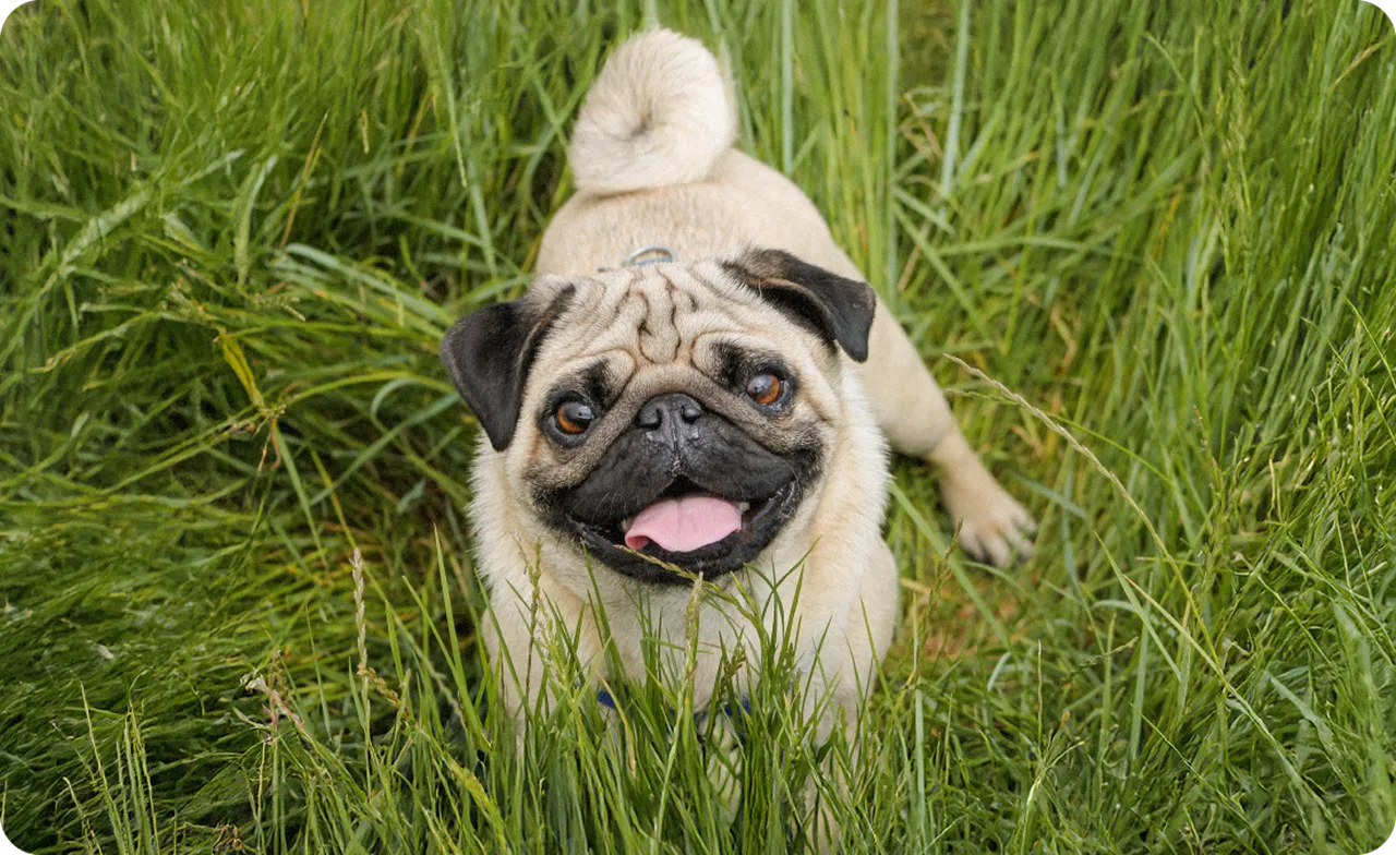 Pug lying in long grass