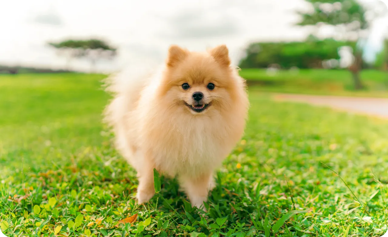 Pomeranian dog at a park