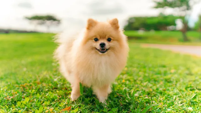 Happy Pomeranian standing in a park