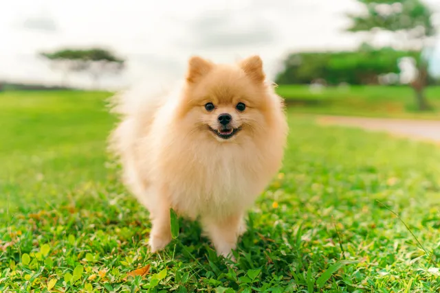 Happy Pomeranian standing in a park