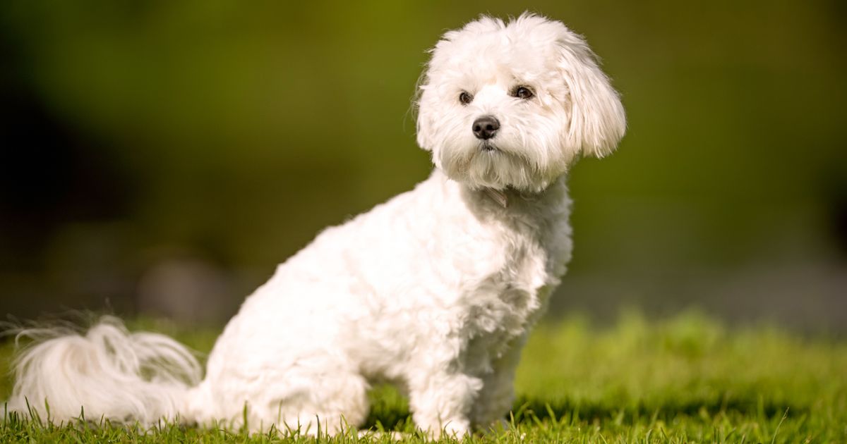 Maltese breed insights: care, personality & expert tips | Lyka Blog