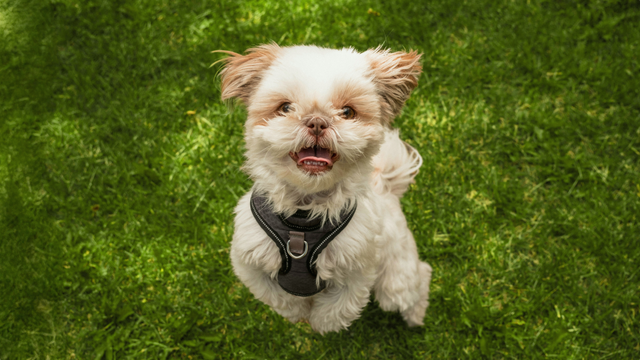 happy maltese shih tzu puppy in grass