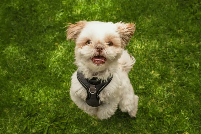 happy maltese shih tzu puppy in grass