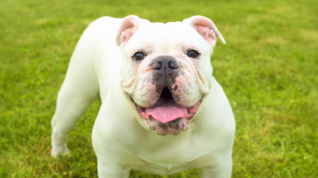 White Australian Bulldog standing on grass
