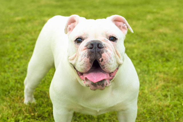 White Australian Bulldog standing on grass