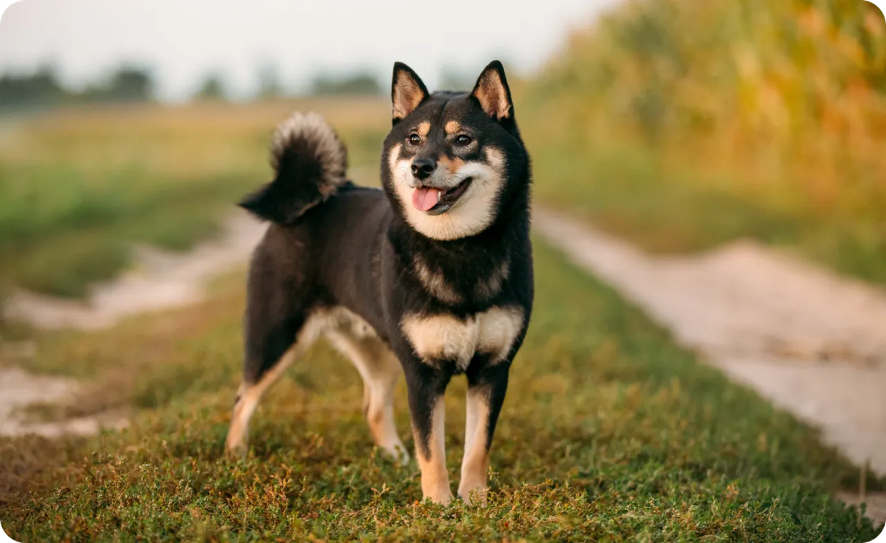 Shiba Inu standing in a field