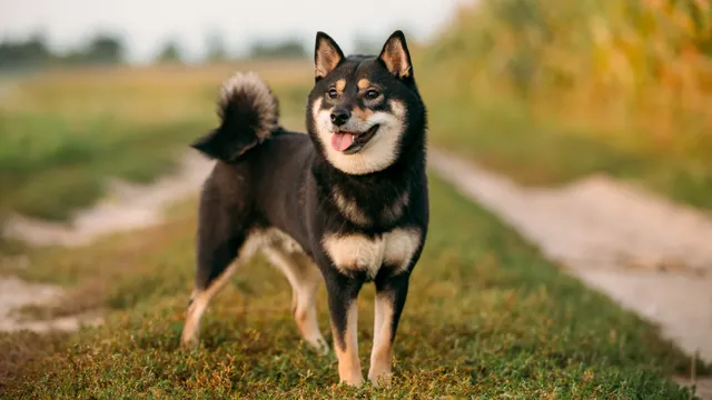 Shiba Inu standing in a field