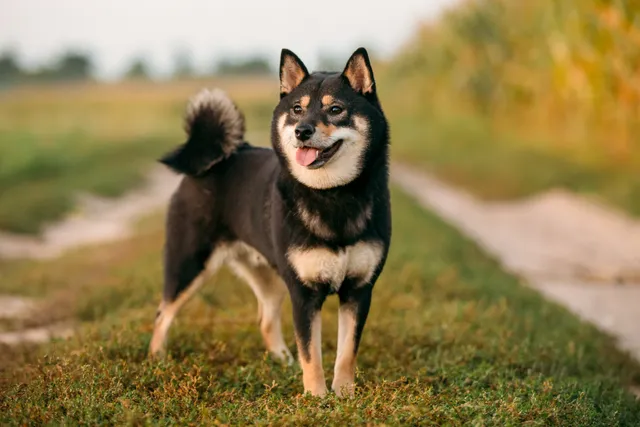 Shiba Inu standing in a field