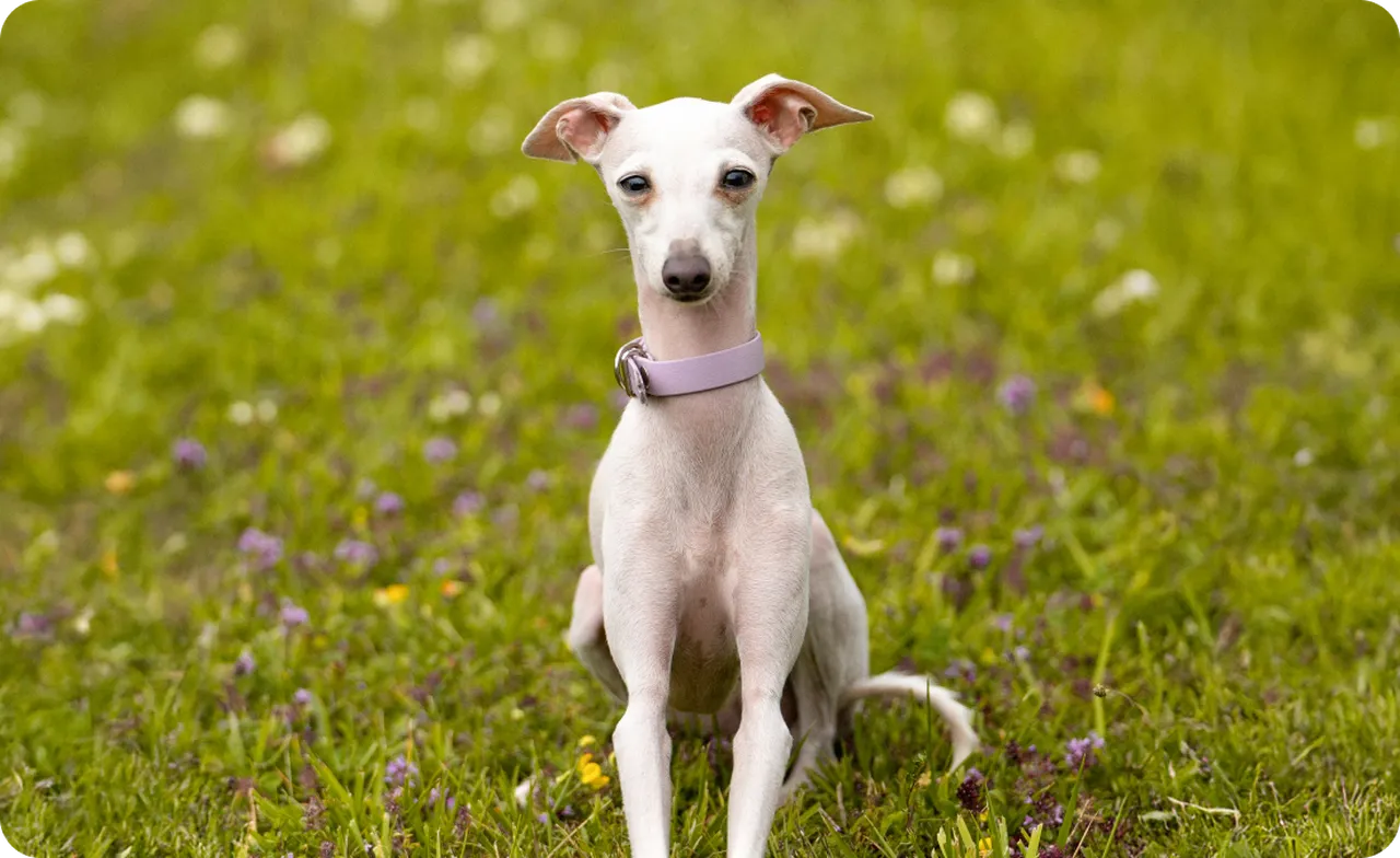 Italian Greyhound sitting in a field of grass and wild flowers