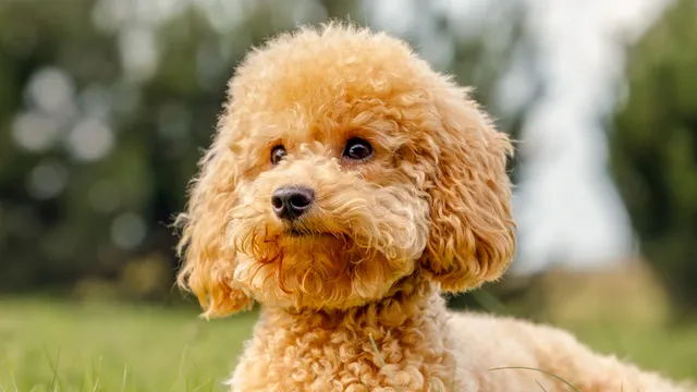 Miniature Poodle lying in grass
