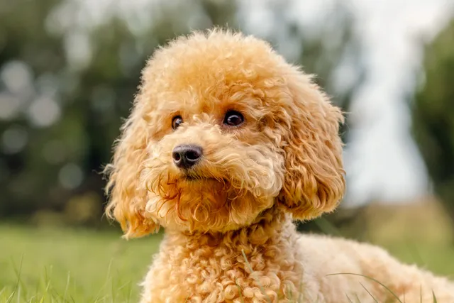 Miniature Poodle lying in grass