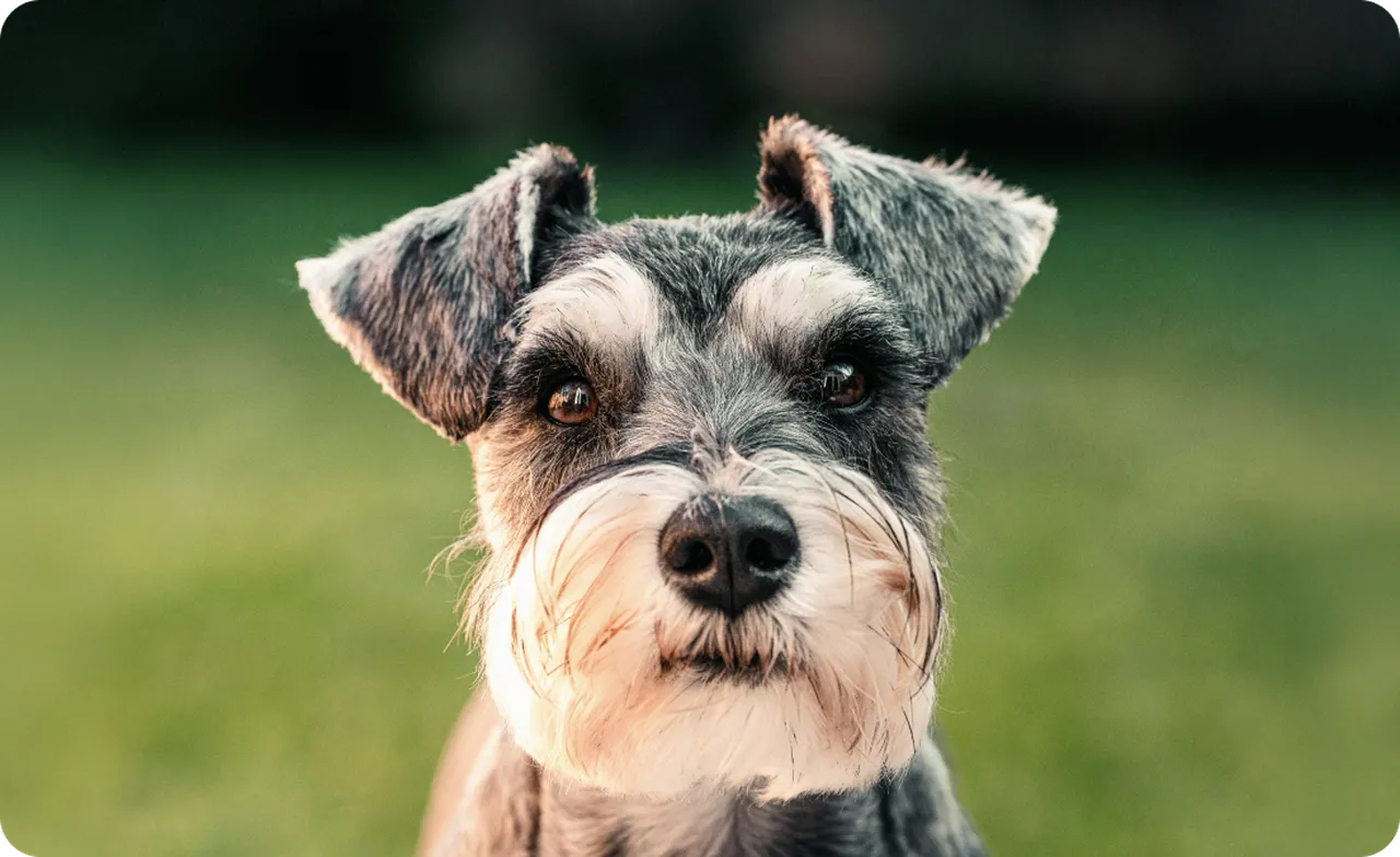 Schnauzer close up