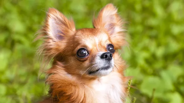 Long-haired Chihuahua