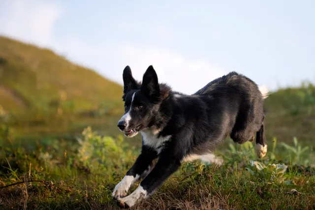 Dog digging outdoors