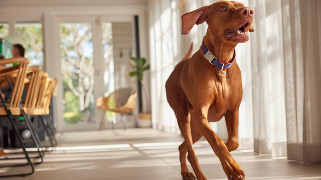 Hungarian Vizsla running indoors