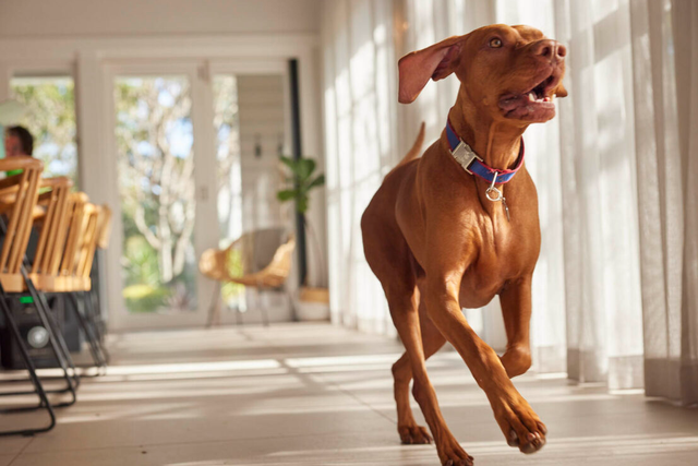 Hungarian Vizsla running indoors