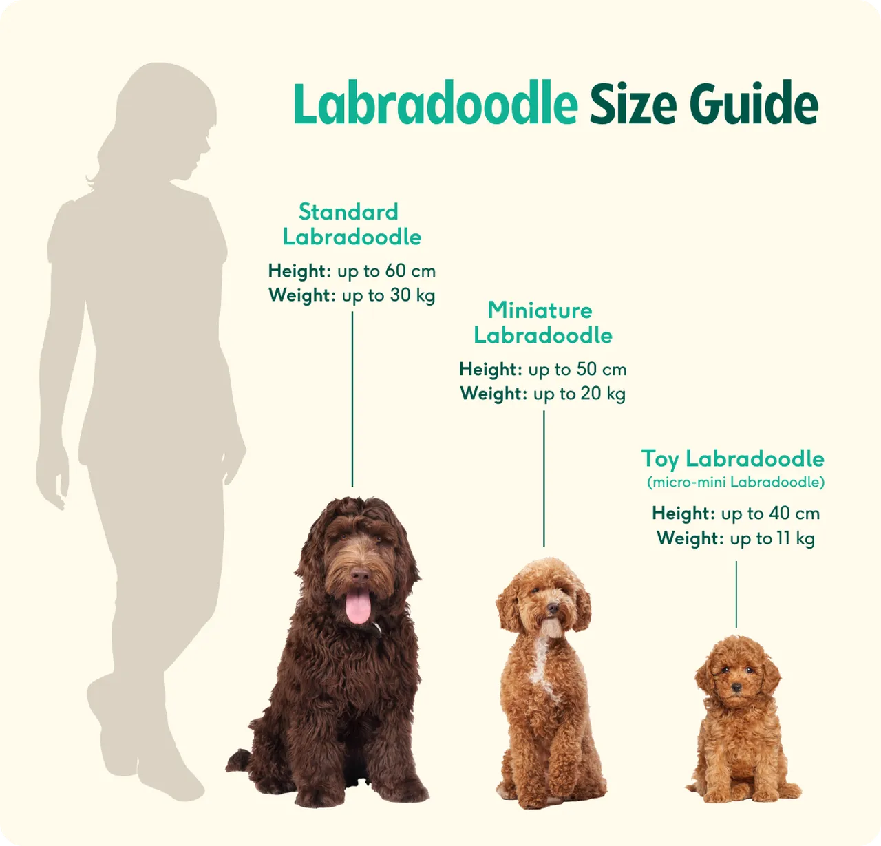 Labradoodle breed insights: care, personality & expert tips | Lyka