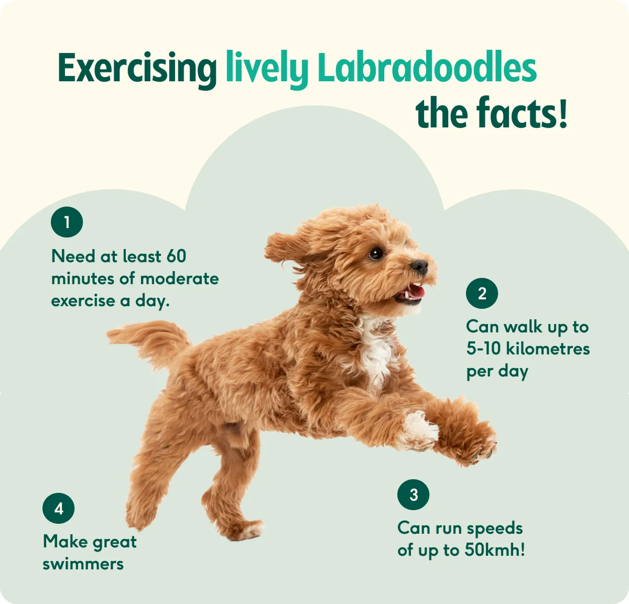 Labradoodle breed insights: care, personality & expert tips | Lyka Blog