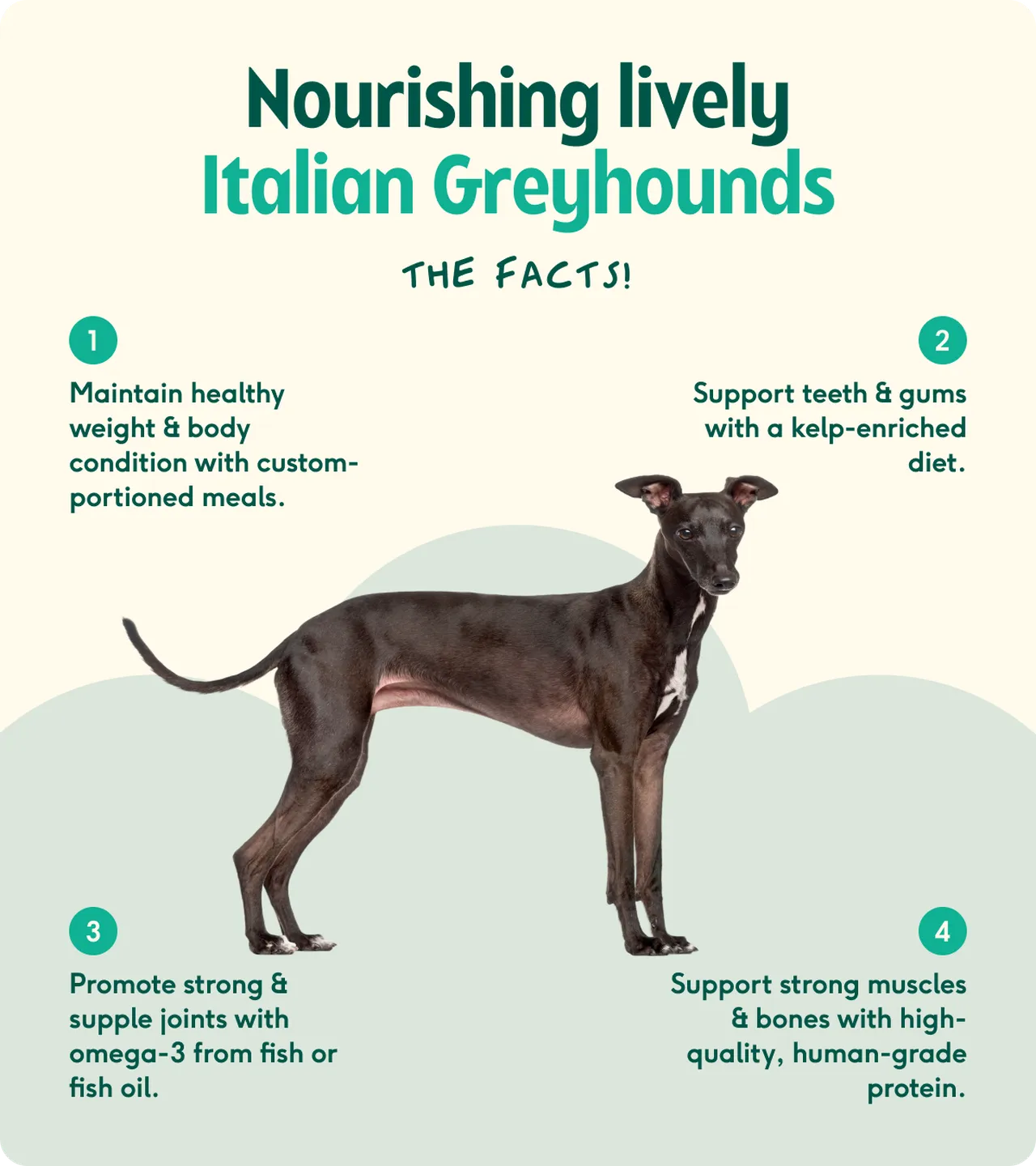 Italian Greyhound nutrition facts