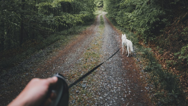 Dog-friendly walk at Yarra Bend Park